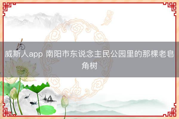 威斯人app 南阳市东说念主民公园里的那棵老皂角树